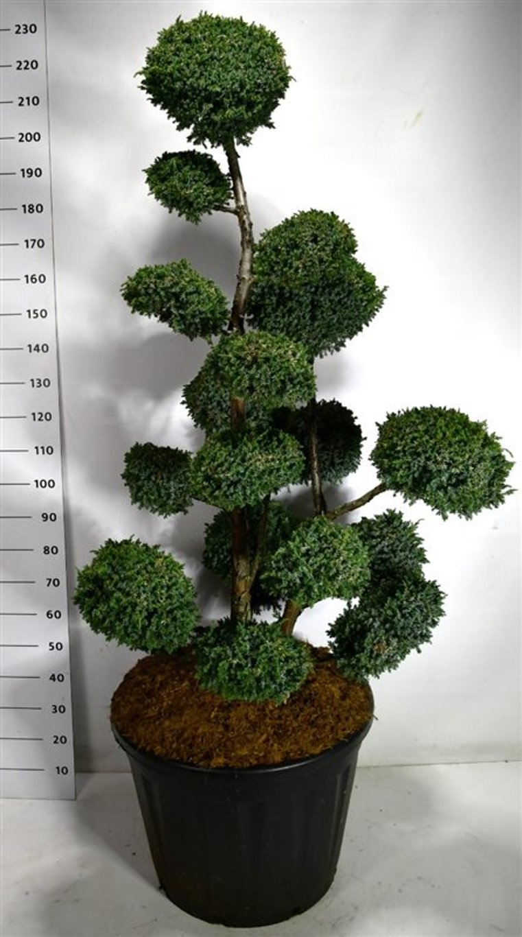 Juniperus chin. 'Blue Alps' - 150-175 CM Bonsai Cont.